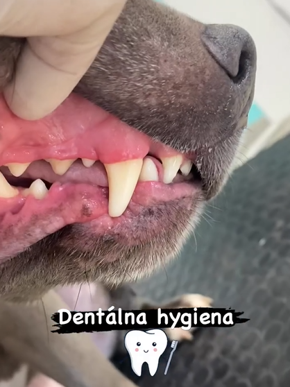 Zuby psa po dentálnej hygiene